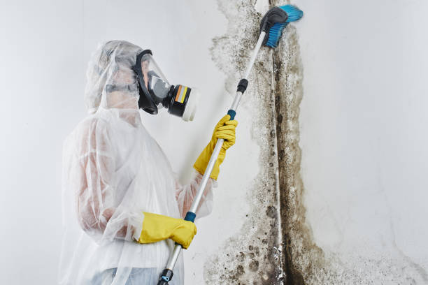 Best Mold Damage Repair  in Winder, GA