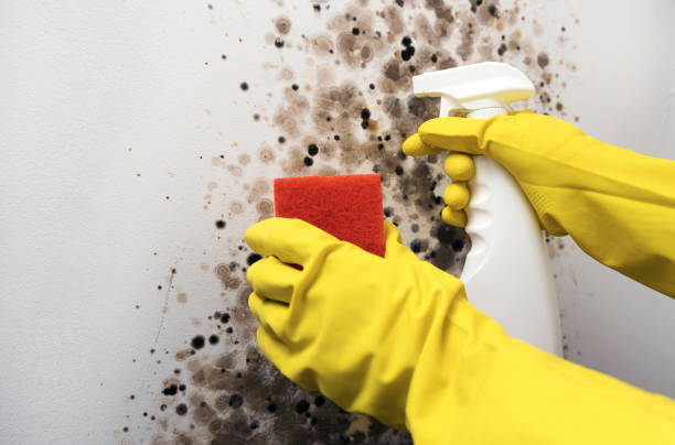 Certified Mold Removal in Winder, GA